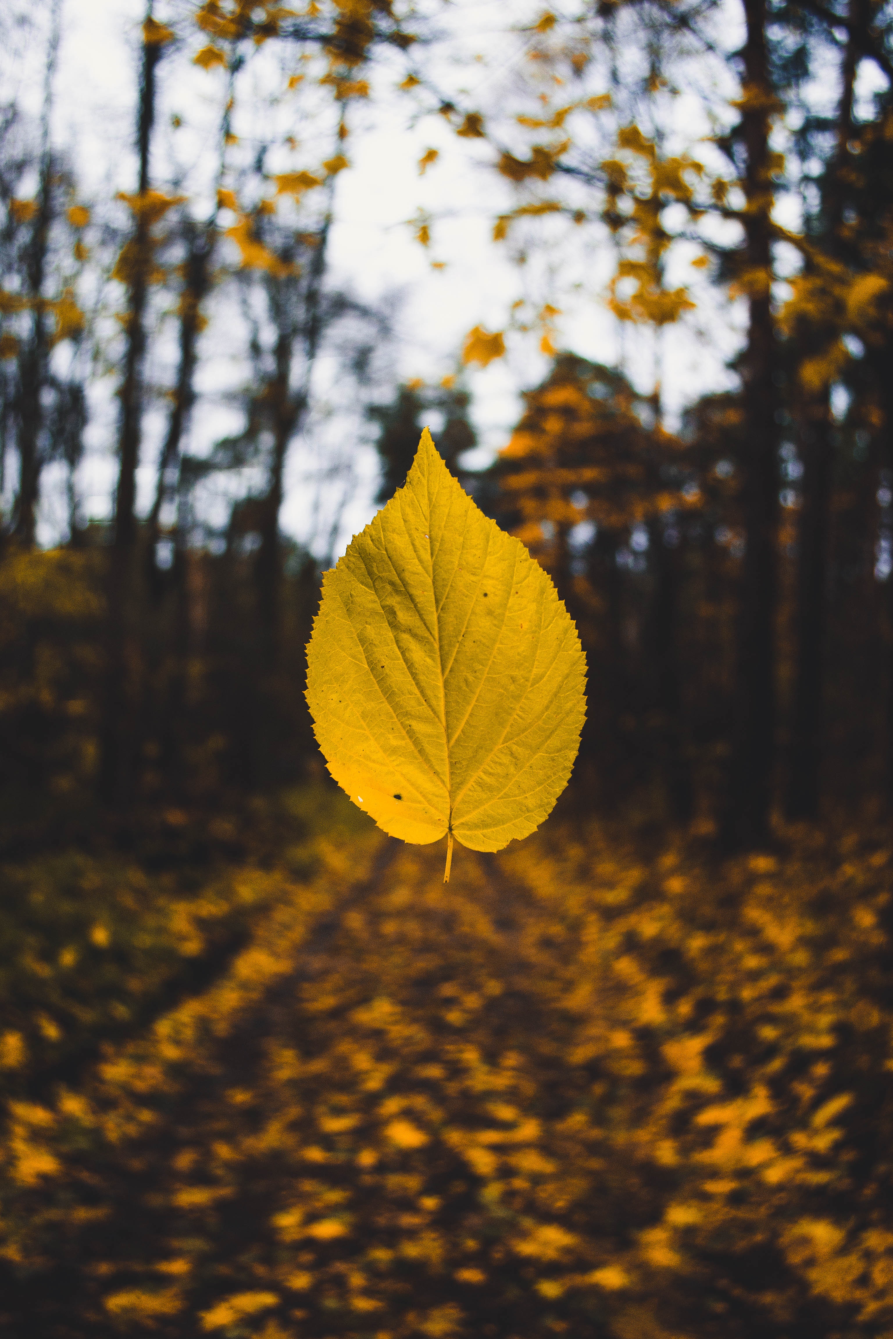 Autumn Sandis-helvigs-158774-unsplash