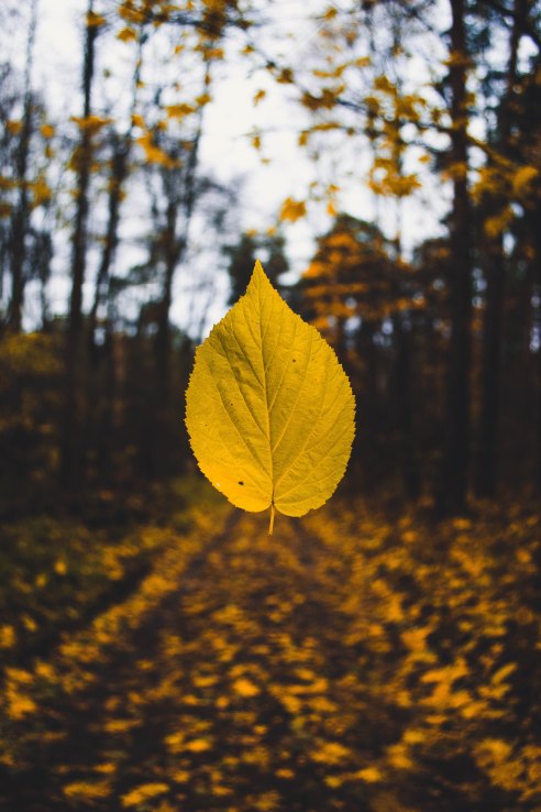 Autumn Sandis-helvigs-158774-unsplash